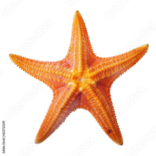 starfish isolated on transparent background cutout