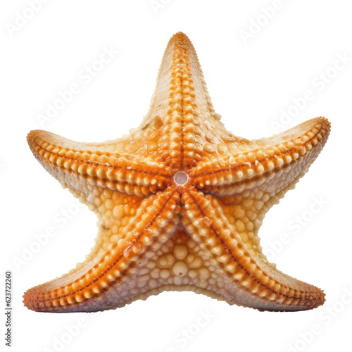 starfish isolated on transparent background cutout