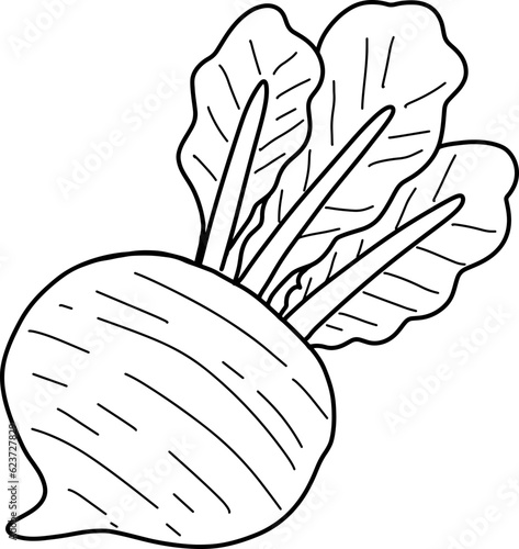 hand drawn beetroot