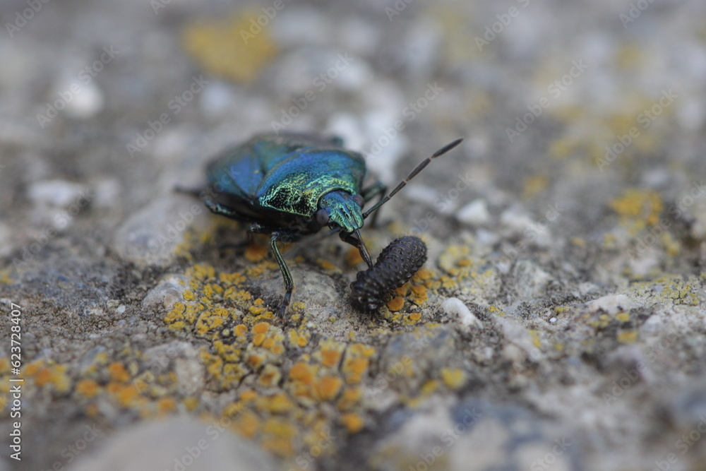 blue bedbug with prey blue bedbug with prey