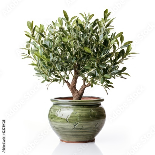 Olive tree in a pot isolated on white, green foliage and trunk, home decoration