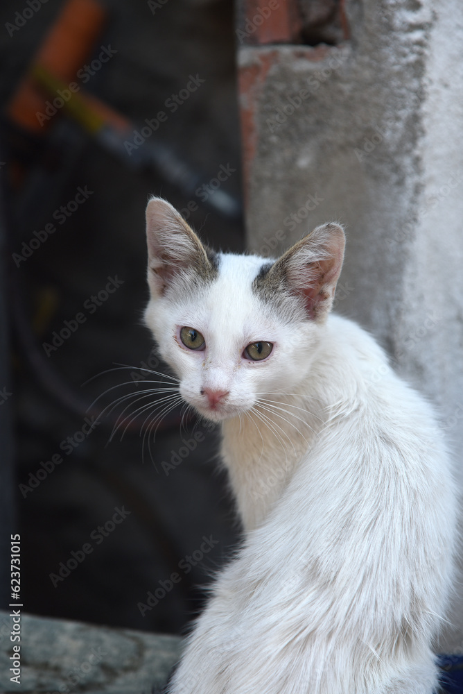 junge weisse Katze blickt in die Kamera junge weisse Katze blickt in die Kamera