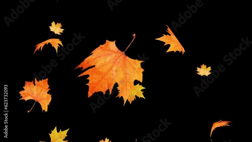 Autumn leaves fall on a black background