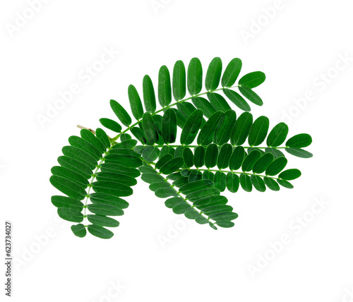 Tamarind leaeaes on   transparent png