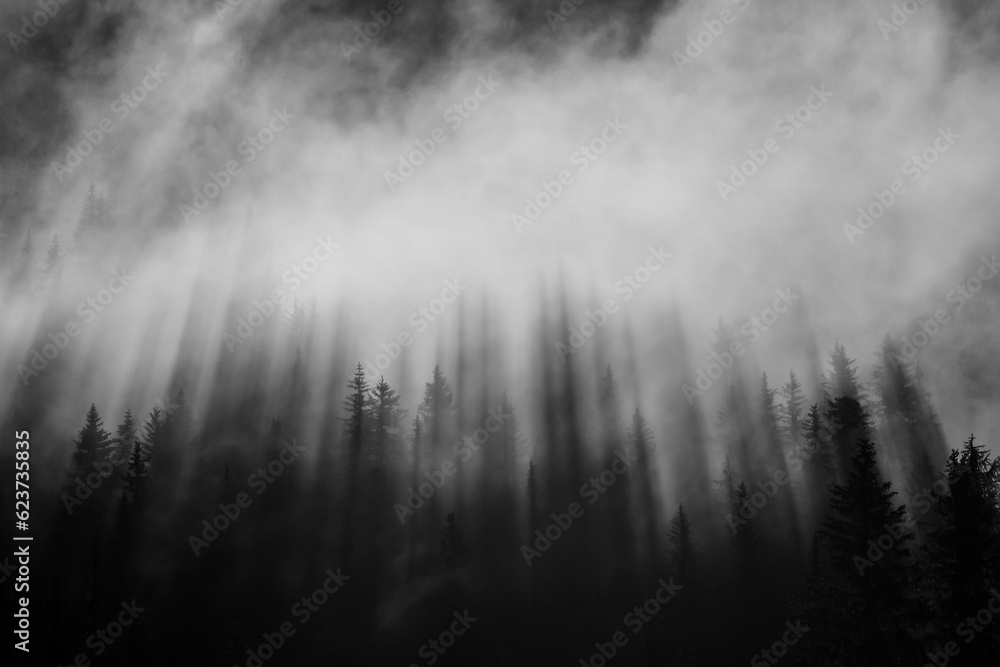 fog in the forest fog in the forest