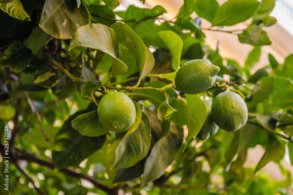 Green, unripe lemon fruit on tree branches. Green limes on the tree ready for harvest