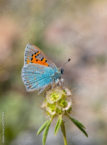 tiny butterfly on plant, Anatolian Vernal Copper, Tomares nogelii