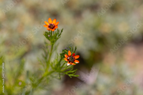 Red orange flower of the Summer pheasant's-eye plant, Adonis aestivalis photo