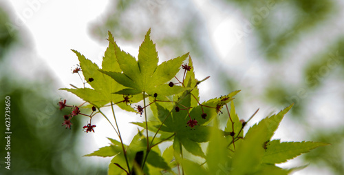 green maple leaf in blur background.
