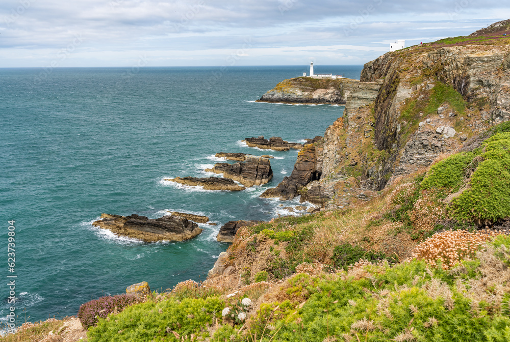Obraz premium Views around South Stack Lighthouse with the heather out