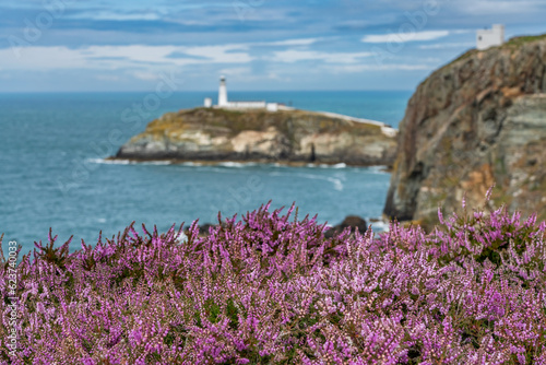Views around South Stack Lighthouse with the heather out