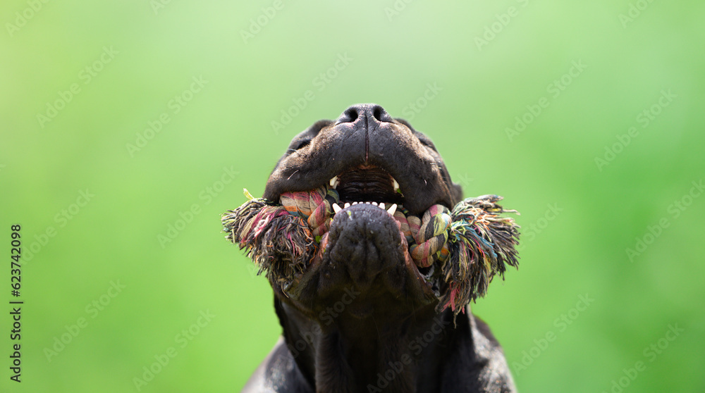 Purebred cane corso Italian black dog adult on a green nature background. The dog is playing Purebred cane corso Italian black dog adult on a green nature background. The dog is playing