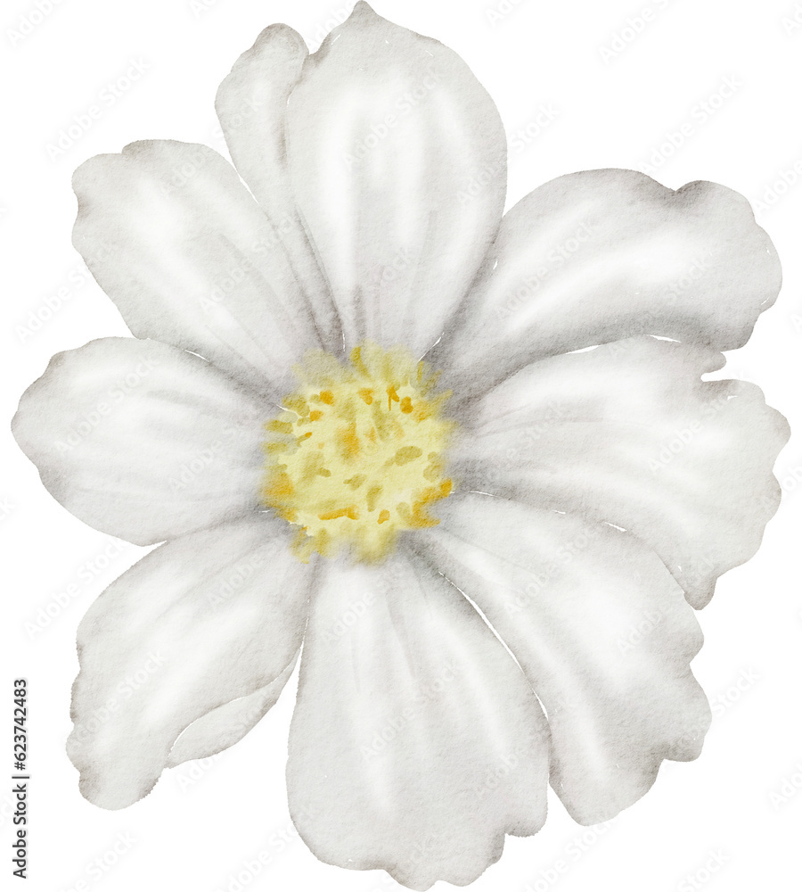 Obraz premium White Flower Watercolor illustration