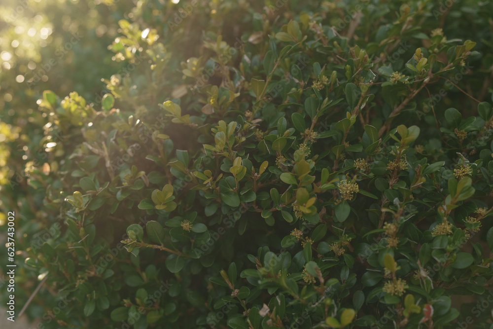 Green fence bush with sunset light Green fence bush with sunset light