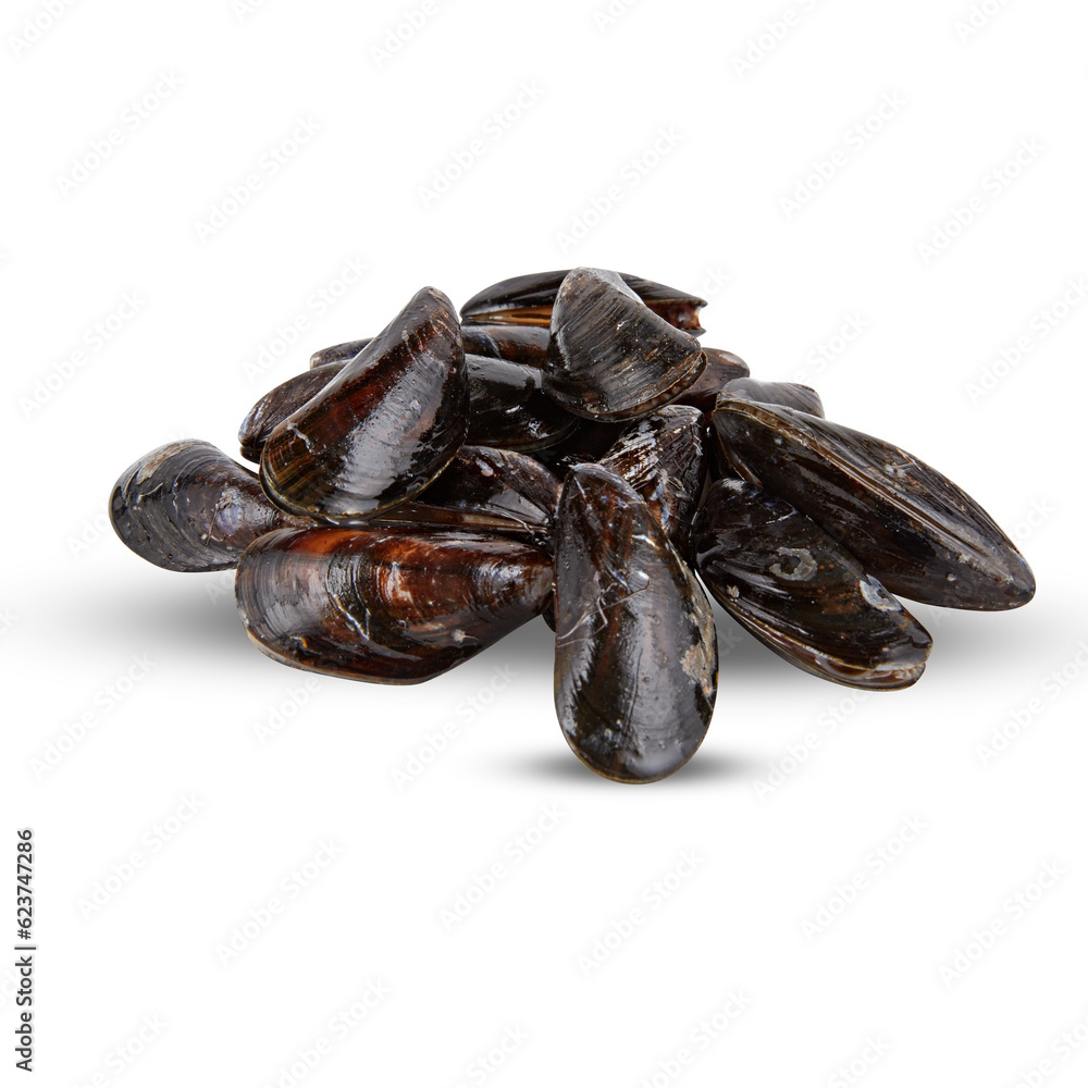 fresh mussels cut out isolated transparent background fresh mussels cut out isolated transparent background