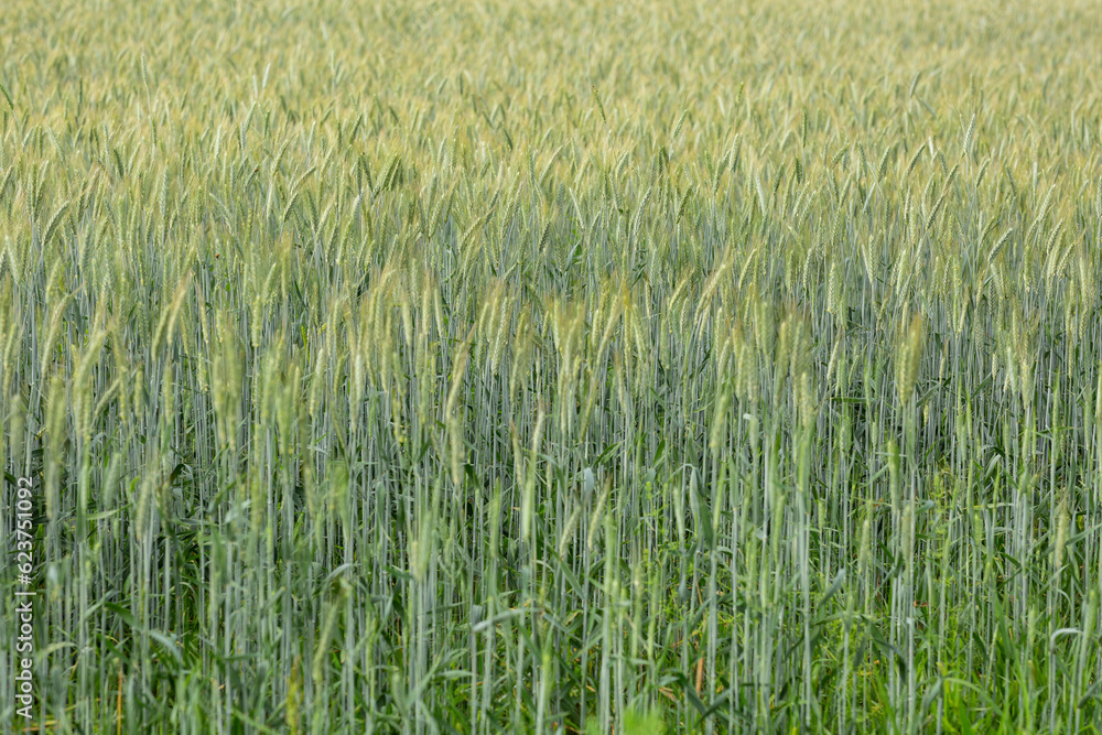 Fototapeta premium Farmer's wheat field, winter crops, harvest