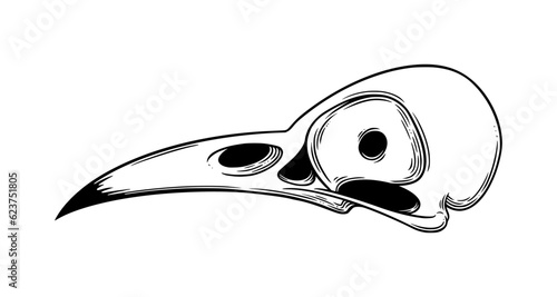 Crow skull sketch side view. Halloween skull for spooky designs. Vector illustration isolated in white background