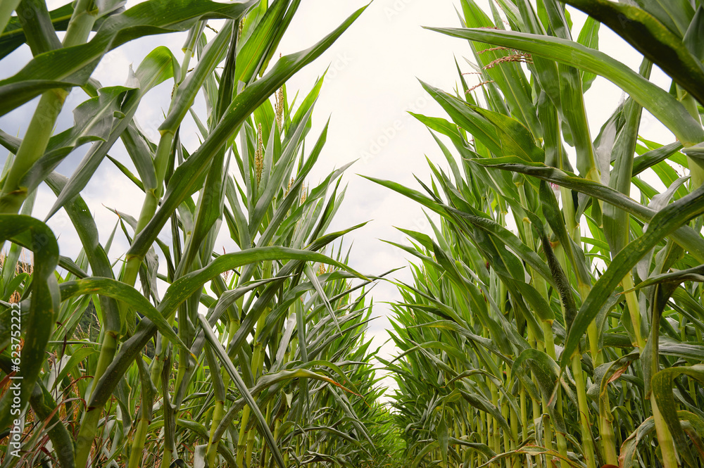 Corn field, cultivated corn cob start to grow, harvest in the summer, agriculture plants for food, farmland on the countryside
Corn field, cultivated corn cob start to grow, harvest in the summer, agriculture plants for food, farmland on the countryside
