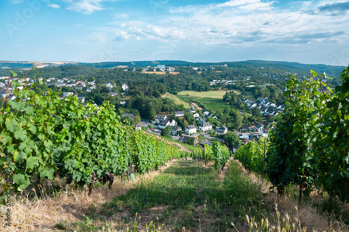 Vineyard with view of the ancient roman city of Trier  the Moselle Valley in Germany  landscape in rhineland palatine 