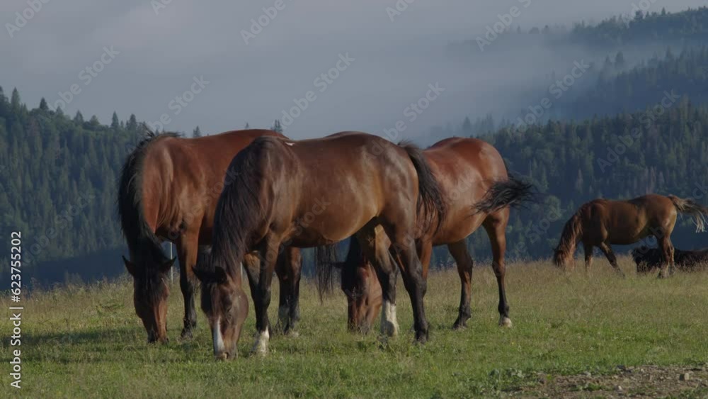 Horses grazing in a high mountain meadow Horses grazing in a high mountain meadow