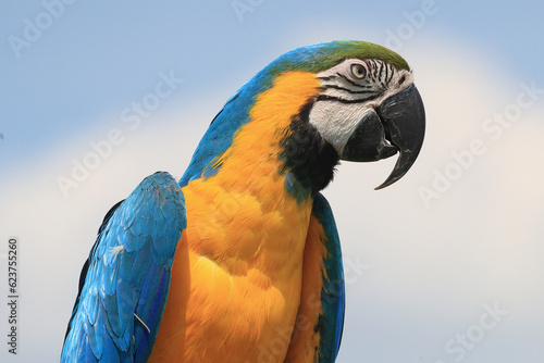 A portrait of a blue-and-yellow Macaw against a blue sky
 photo