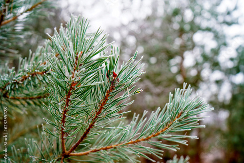 Close up of frozen pine tree needles