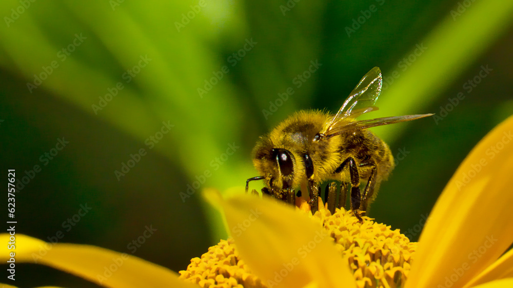 Bees collecting pollen on the flowers of Rough oxeye, (heliopsis helianthoides var. scabra) Bees collecting pollen on the flowers of Rough oxeye, (heliopsis helianthoides var. scabra)