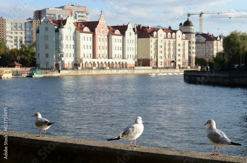 Seagulls on the embankment of the historical-ethnographic and trade-craft complex "Fish Village" in Kaliningrad