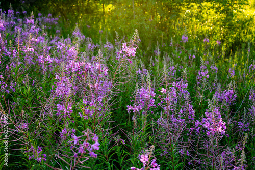 Pink blooming willow herb in July in summer at the forest in Latvia