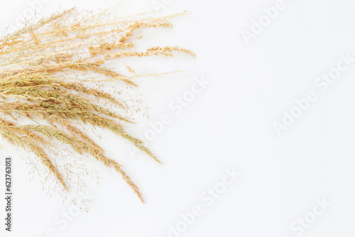 golden dry wild cereals on white background in sunlight