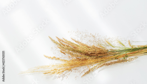 golden dry wild cereals on white background in sunlight