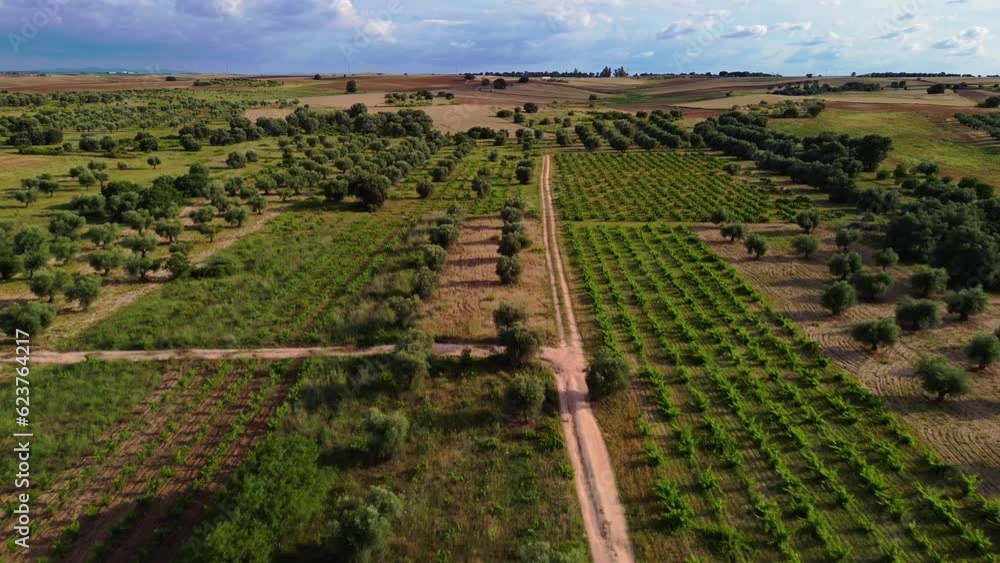 Flying over a landscape of holm oaks and vineyards Flying over a landscape of holm oaks and vineyards