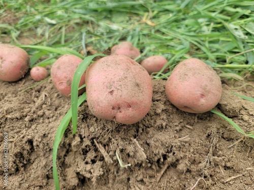 畑で収穫した赤いジャガイモ／red potatoes harvested in the field／밭에서 수확한 붉은 감자