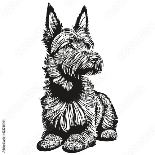 Scottish Terrier dog realistic pet illustration, hand drawing face black and white vector realistic breed pet