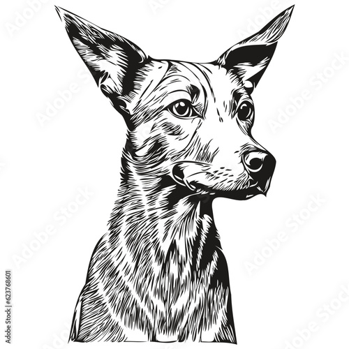 American Hairless Terrier dog pet sketch illustration, black and white engraving vector photo