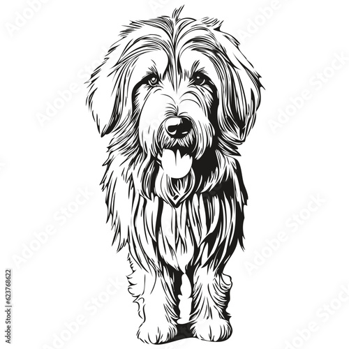 Bearded Collie dog black drawing vector, isolated face painting sketch line illustration ready t shirt print