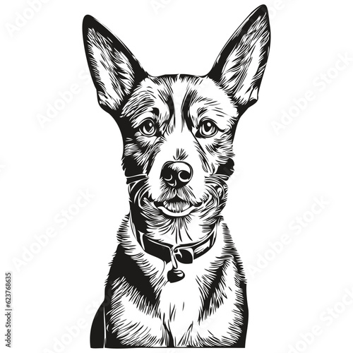 Basenji dog engraved vector portrait, face cartoon vintage drawing in black and white realistic breed pet
