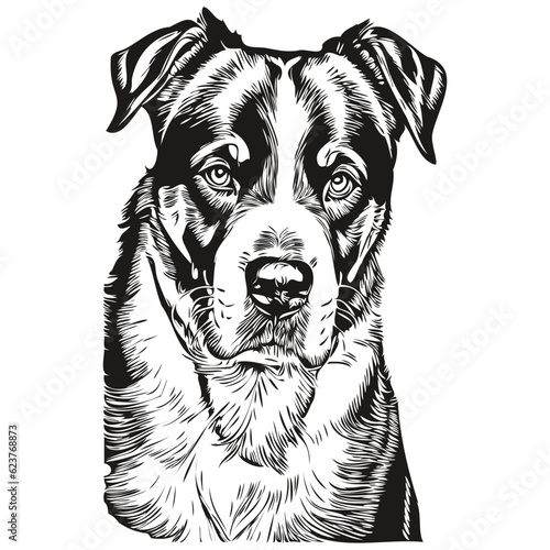 Greater Swiss Mountain dog pet sketch illustration, black and white engraving vector sketch drawing