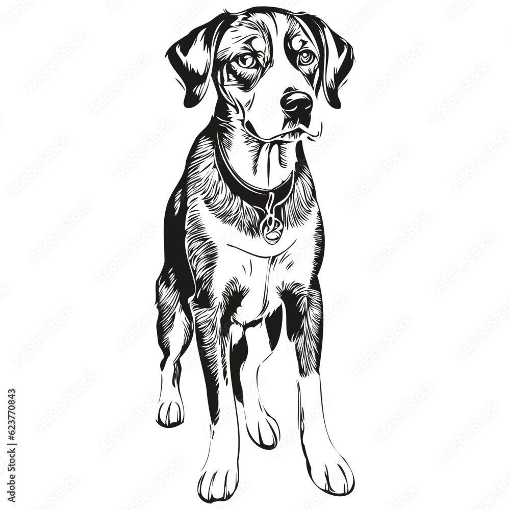 Bluetick Coonhound dog black drawing vector, isolated face painting sketch line illustration realistic breed pet
