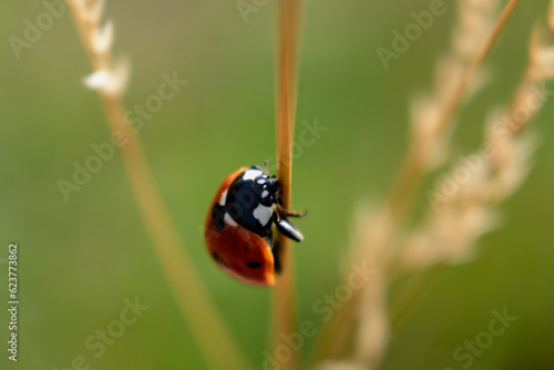 Ladybug in a garden, little round beetle, red with black spots, coccinella, coccinellidae