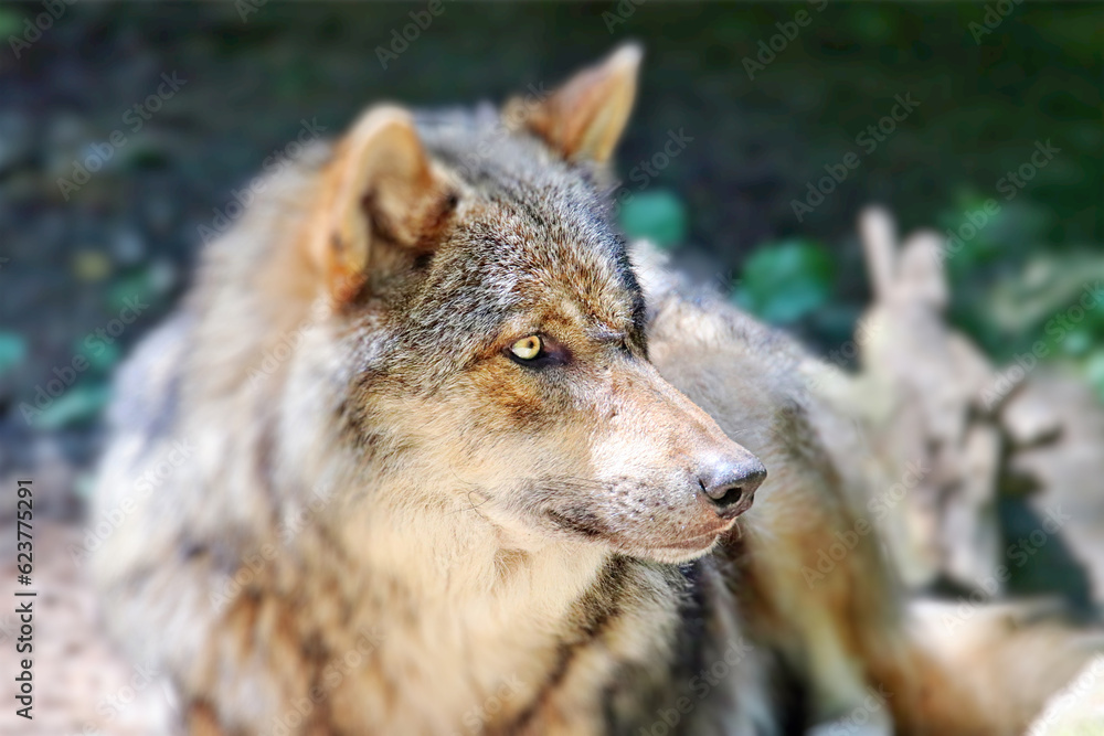 Obraz premium Wildtiere Freigestellt