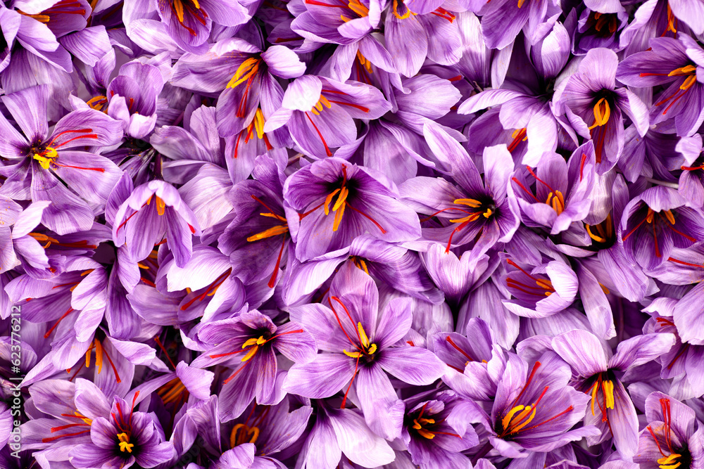 Saffron is a spice derived from the flower of Crocus sativus, commonly known as the Saffron is a spice derived from the flower of Crocus sativus, commonly known as the
