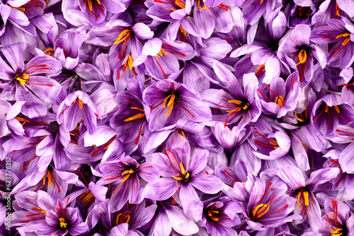 Saffron is a spice derived from the flower of Crocus sativus, commonly known as the 