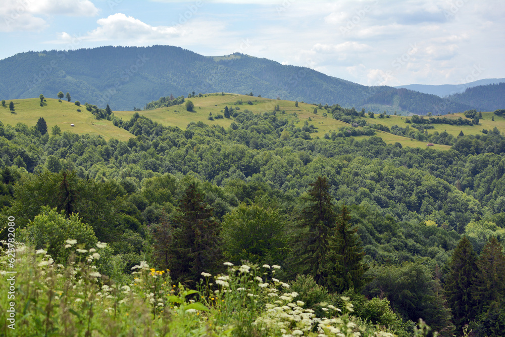 summer in the carpathian mountains. beautiful view from the mountain to the forest