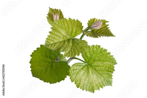 The texture of a young grape vine isolated on a white background. View from above. Selective focus.