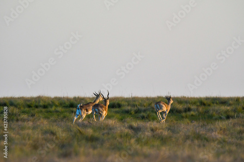 Fototapeta Naklejka Na Ścianę i Meble -  Male Blackbuck Antelope in Pampas plain environment, La Pampa province, Argentina