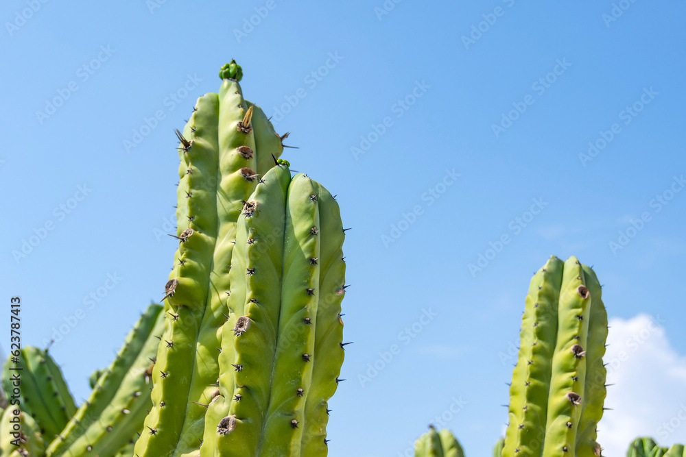 Cochal cactus Myrtillocactus from California west coast in hot clear weather in summer. Cochal cactus Myrtillocactus from California west coast in hot clear weather in summer.