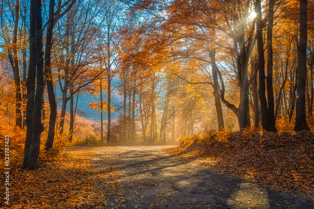 Fototapeta premium A thousand colors of nature on an autumn day.