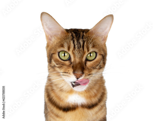 Close-up portrait of a domestic cat. The cat licks its lips.