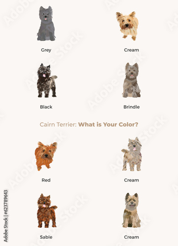 Cairn Terrier colors. Popular coat colors. Cute dogs characters in various poses,  for illustrations design projects. Cartoon vector set. Dog Drawing collection set. Red, liver standard colors.